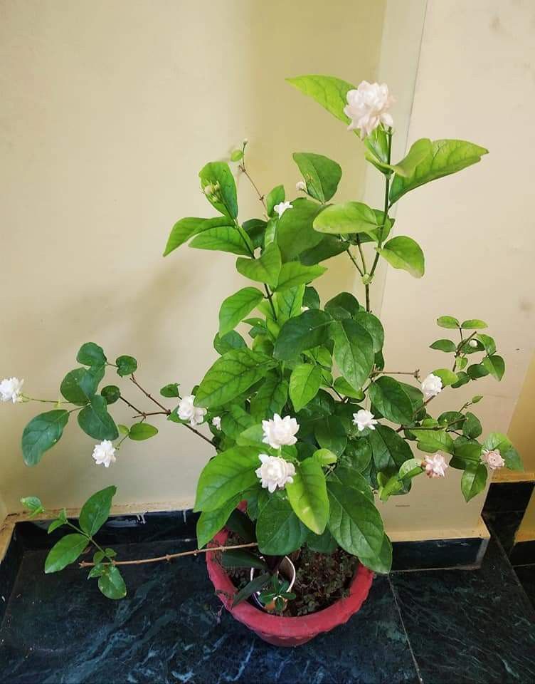 Omani  Jasmine
